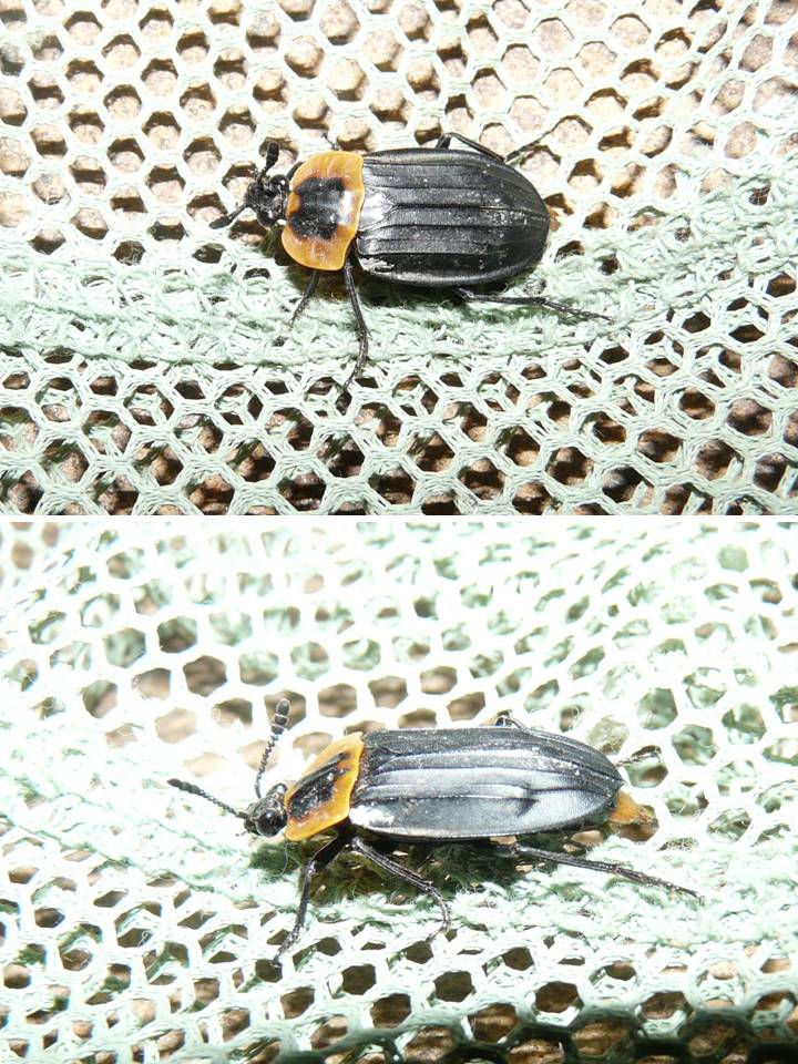 FIGURE 1 FIGURE 1
